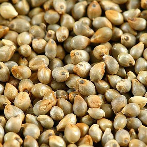 Produto milheto